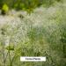 Organic Whole Fennel Seed 1/2 lb - Digestive Comfort Spice Supplement - USDA Certified - Foeniculum vulgare - 8 oz - Buy Online on SooperMarket.com