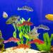 Artificial Floating Fish Decoration - 5pcs Aquarium Model for Terrarium & Landscape Crafts - Buy Online on SooperMarket.com