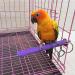 Pivby Wood Bird Cage Perch Stand Toy Platform for Amazon Parrot - Pack of 3 - Colorful Paw Grinding Stick Included - Buy Online on SooperMarket.com