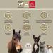 Premium Vitamin Paste for Horses | Amino Acids & Energy Booster | Muscle Regeneration & Performance | 3x30ml - Buy Online on SooperMarket.com