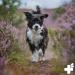 Reavet Heilmoor for Dogs 500g - Natural Healing Earth Optimizes Digestion & Immune System - Buy Online on SooperMarket.com