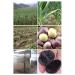Organic Black Garlic (100g) - Premium Quality Antioxidant Energizer | Natural & Healthy | Sealed Pack | Du TOU HEI Suan - Buy Online on SooperMarket.com
