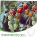 BCOATH 2 Sets Heart Shaped Tomato Mold Tomatoes Fruit Accessory Convenient Fruits Plastic Shaping Abrasives - Buy Online on SooperMarket.com