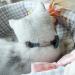Tagme Cat Collar with Names & Phone Number - Safety Closure & Bell - Haunted Blue - 1 Pack - Buy Online on SooperMarket.com