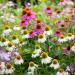 Echinacea Mixed Seeds - High-Quality Echinacea Seeds for International Shipping | Grow Your Own Echinacea - Buy Online on SooperMarket.com