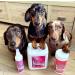 Pretty Pooch Gentle Touch Dog Shampoo & Conditioner - 2L Baby Powder Fragrance | Non-itchy Deep Cleaning for Dogs with Sensitive Skin - Buy Online on SooperMarket.com