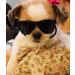 80s Style Pet Sunglasses for Small Dogs (Black) - Up to 15lbs - Buy Online on SooperMarket.com
