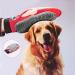 BPS Massage Gloves for Pets - Dog & Cat Hair Removal & Massage Tool - Buy Online on SooperMarket.com