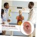 Beavorty 3 Pcs Human Ear Model Set | Silicone Ear Models for Studs | Simulation Piercing Ear Display Prop 6.5x3.5cm (Coffee, 3pcs) - Buy Online on SooperMarket.com