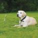 Heavy Duty 18 Dog Stake Tie Out - Outdoor Camping Ground Anchor for Small, Medium & Large Pets - Buy Online on SooperMarket.com