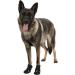 TRIXIE Non-Slip Dog Shoes - Paw Protection Walker Active (Large 2 Pcs Black) for International Shipping - Buy Online on SooperMarket.com