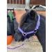 POLKA DOT HEADCOLLAR WITH LEAD ROPE FULL-MINI SHETLAND (Purple Shetland) Shetland Purple - Buy Online on SooperMarket.com