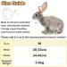 Adjustable Rabbit Dishes & Leash for Dwarf Rabbits | Soft Pet Bowls for Rabbits Cats & Small Dogs - International Shipping - Buy Online on SooperMarket.com