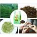 Spring Green Tea Chinese Maojian Tea Strong Fragrant Jasmine Green Tea for Spring Summer Green Tea Clear Flavor Slightly Curled Tea Leaves Natural Chinese Tea for Morning Afternoon Free Time lo - Buy Online on SooperMarket.com