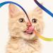 Amaxiu Cat Wand Toy Set Interactive Cat Wand Toy with Rainbow Ribbon String Rainbow Cloth String Leopard Print Cloth String for Small Cats Kittens Indoor Training Catcher(3 Packs) - Buy Online on SooperMarket.com