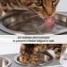 PetFusion Elevated Dog and Cat Bowls - Premium Anodized Aluminum Feeder with US Food Grade Stainless Steel Raised Bowls (Short 4 Metallic Gray) - Buy Online on SooperMarket.com