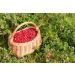 Buy 100% Natural Cranberry Powder 200g | Wild Collection Fruit Powder | Premium Quality Superfood - Buy Online on SooperMarket.com