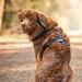 Stuch Dog Harness - Adjustable Padded Nylon for All Sizes | Turquoise | Size L - Buy Online on SooperMarket.com