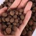 2LBS Leca Clay Pebbles Leca for Plants Orchids/Hydroponics Grow Media for Horticultural Orchids Drainage  Decorations More Than 2 Liters Bags 2LBS Brown Clay Pebbles