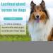 Eye Care Tear Stain Remover for Dogs & Cats - Effective Eye Drops for Inflammation - Better than Ointment - Buy Online on SooperMarket.com