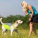 Hjyokuso Cool Vest for Dogs | Summer Cooling Jacket for Small Medium & Large Dogs | Ideal for Outdoor Activities & Training - Buy Online on SooperMarket.com
