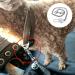 JLEivvi Dog Seat Belt for Car Stainless Steel Dog Car Seat Belt Vehicle Travel Dog Harness Dog Chain Pet Vehicle Safety Restraint Cable for Puppy Small Medium Large Dogs(60cm) - Buy Online on SooperMarket.com