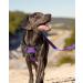 Joytale Reflective Dog Harness for Medium Dogs - Soft Padded Adjustable & Breathable with Control Handle - Purple (1 Pack) - Buy Online on SooperMarket.com