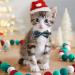 2 Pack Breakaway Christmas Cat Collars with Bow Tie - Red & Green - Buy Online on SooperMarket.com
