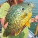 YZD Silverside Minnow Crappie Jig 12pcs - 3Color Mix | Fishing Lures for Crappie | Premium Quality - Buy Online on SooperMarket.com