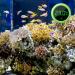 Digital Aquarium Thermometer - Mini LCD Waterproof Temperature Meter for Aquariums Reptiles & Terrariums - Buy Online on SooperMarket.com