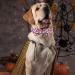 Shop Aring Pet Halloween Dog Collar - Cute Pink Pumpkin with Bow for All Dog Sizes (Pack of 1) - Buy Online on SooperMarket.com