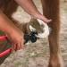 Nicoone Horse Farrier Hoof Trim Tool Kit | 3PC Professional Hoof Cutting Tongs & Horseshoe Care Accessories - Buy Online on SooperMarket.com