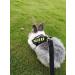 Vehomy Pink Rabbit Harness & Leash for Rabbits Cats & Small Animals - Ideal for International Shipping - Buy Online on SooperMarket.com