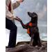 Joytale Large Dog Harness - Reflective Soft Padded Adjustable & Breathable with Control Handle - Ideal for Large Dogs Orange (1 Pack) - Buy Online on SooperMarket.com
