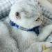 Personalized Breakaway Cat Collar with Bow Tie & Bell - Blue | Stainless Steel ID Tag Engraved | Name & Phone Number | 1 Pack - Buy Online on SooperMarket.com
