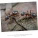 Minkissy 5pcs Ant Farm Habitat - Water Feeder & Ant Feeding Castle - Science Ant Colony Nest Box (2.8x2.5cm) - Buy Online on SooperMarket.com