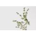 LATHER Mint Thyme Hair Wash - Natural Shampoo with Peppermint Oil, Green Tea, Mint & Thyme - 8 Oz Bottle | Self Care Essential Oils - Buy Online on SooperMarket.com
