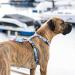 Buy Max & Molly H-Harness - Blue Ocean | Stylish & Durable Pet Harness for International Shipping - Buy Online on SooperMarket.com