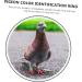Balacoo 300 Pcs Homing Pigeon Identification Ring Tools Private Pigeons Marker Bird Distinguish Tool Birds 1.1x0.8cm x3pcs Colorfulx3pcs - Buy Online on SooperMarket.com