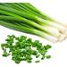 dried scallions 100g dehydrated onions Adds a mild flavor and a lot of color to soups Salads sauces coleslaw. - Buy Online on SooperMarket.com