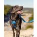 Buy Joytale Reflective Dog Harness for Small Dogs - Soft Padded Adjustable & Breathable with Control Handle - Perfect for Training - Blue - 1 Pack - Buy Online on SooperMarket.com