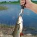 Ismosm Fishing Pliers & Gripper: Multi-Functional Gear for Salt & Fresh Water - Blue - Buy Online on SooperMarket.com