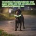 Jostift Luminous Elbe Rechargeable LED Dog Collar - Waterproof & Adjustable for Small/Medium Dogs - Super Bright with 3 Lighting Modes (Green) - Buy Online on SooperMarket.com