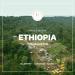 Organic Ethiopian Yirgacheffe Green Coffee Beans 2lbs - Grade 1 Specialty Arabica - Fair Trade - Women Produced - Single Origin - Buy Online on SooperMarket.com