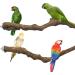 Allazon Natural Wood Bird Rods & Swing Toys - 4 Piece Parrot Playset for Birds - Ideal Bird Toys - Buy Online on SooperMarket.com