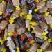 Personalized Customise with Your Own Message or Image 250g Carton of Bristows Assorted Fudge - Buy Online on SooperMarket.com