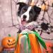 Shop Aring Pet Halloween Dog Collar - Cute Pink Pumpkin with Bow for All Dog Sizes (Pack of 1) - Buy Online on SooperMarket.com