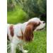 B-A-L Baltic Amber & African Jade Pet Flea & Tick Chain for Dogs & Cats | 25-65 cm - Buy Online on SooperMarket.com