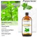 Peppermint essential oil (4 oz/118 ml) Pure Essential Oil - with Glass Dropper Great for Aromatherapy Diffuser Candle Making - Buy Online on SooperMarket.com