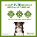Whimzees by Wellness Stix - Natural Grain-Free Dental Care Snacks for Large Dogs | Monthly Pack of 30 Couch Sticks | Size L - 1 kg (1 Pack) - International Shipping Available - Buy Online on SooperMarket.com